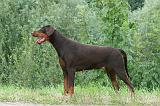 DOBERMANN 240